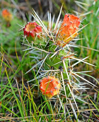 You will see that depending on what is out there, you will have all kinds of different looks depending on the different species. Beyond Your Backyard The Avonlea Badlands A Trip 71 Million Years In The Making Mj Independent
