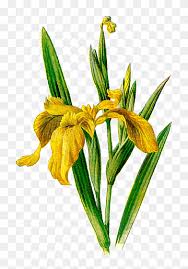 A close look at the sepals (larger drooping purple parts) and the petals (3 small, narrow, erect parts) shows exquisite markings. Wild Iris Png Images Pngwing