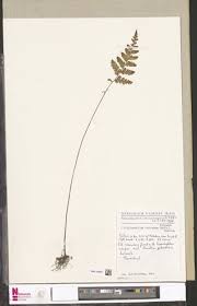 Image result for Tectaria fernandensis