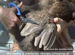 Prêt à élever des poules ? Poule Qui Vole Comment Couper L Aile D Une Poule