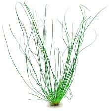 Image result for Eriocaulon schimperi