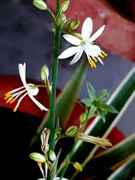 Image result for Chlorophytum perfoliatum