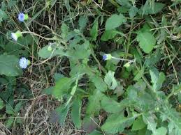 Image result for Crassocephalum rubens