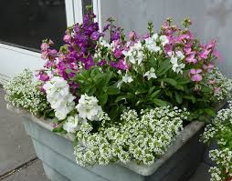 Alata (often called jasmine tobacco) which produces tall, graceful stems of pale, nodding flowers with starry faces. How To Make A Small Fragrant Garden Fragrant Plants For Containers