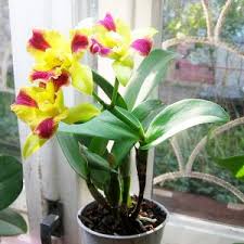 A quiet place part ii. Couper Des Soins A La Maison Cattleya Transplantation Et Division
