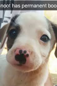 Funny Snapchats About Dogs You Do Not Want To Miss In 2020 Funny Animals Dog Lovers Funny Cute Dogs