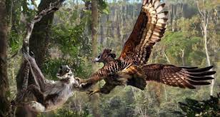 Maybe you would like to learn more about one of these? 43 Gambar Burung Elang Terganas Hd Gambar Hewan