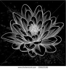 Black And White Lotus Flower Tattoo Beautiful Monochrome Black And White Lotus Flower Painted In Graphic Style Isolated Stock Vector With Images Lotus Flower Drawing Lotus Flower Art
