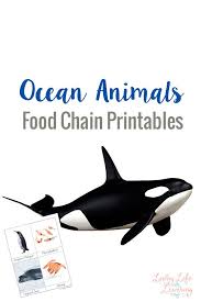 Ocean Animals Food Chain Printables Food Chain Ocean Food Chain Ocean Animals