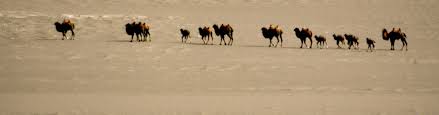 Hotan is a small city in the west of xinjiang, things are quite different here from urumqi or the rest of china! Sitemap The Wild Camel Protection Foundation