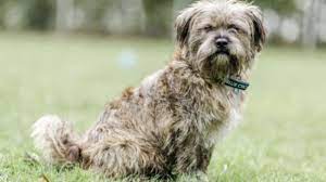kopek oksurugu nedir kopek oksurugu kennel cough nasil gecer bilgify