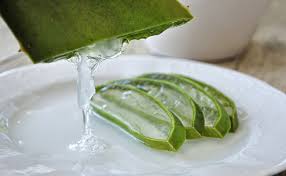 14 où trouver et acheter aloe vera de meilleure qualité? Bienfaits Proprietes Et Atouts Sante De L Aloe Vera