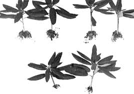Check your soil drainage before adding water if your rhododendron leaves begin to droop. Qbars V7n1 Studies Of Factors Inhibiting The Rooting Of Rhododendron Cuttings