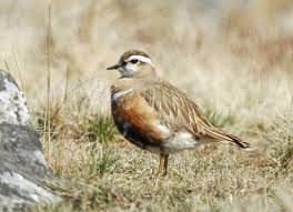 This member of the plover family is unusual in that the female is more colourful than the male. Where To Trip Over Dotterels Birdguides