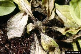 Maybe you would like to learn more about one of these? Identify And Control Gray Mold