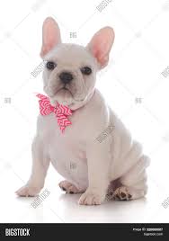How to find puppies for sale near me. Female French Bulldog Image Photo Free Trial Bigstock