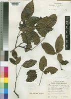 Image result for Brachystegia manga