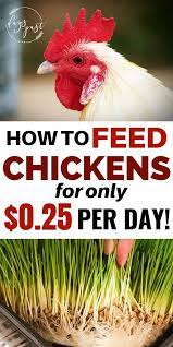 Diy Greenhouse Diy Fodder System Turns 12 Into 250lbs Of Livestock Feed In 5 Mins A Day See More At Https M Organic Chicken Feed Chicken Feed Chicken Diy