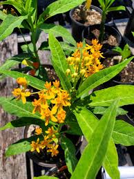 Image result for Asclepias curassavica