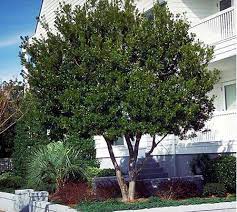 Pin By Lisa Zitha On Outdoors Shade Trees Myrtle Tree Landscaping Trees