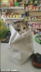 Bye Bye Funny Pics Funny Gifs Funny Videos Funny Memes Funny Jokes Lol Pics App Is For Ios Android Iphone Cute Animals Cute Cats Cute Cats And Kittens