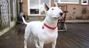 Terrier Group – American Kennel Club