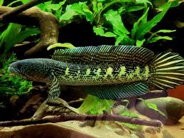 Pin On Anabantoids Except For Bettas