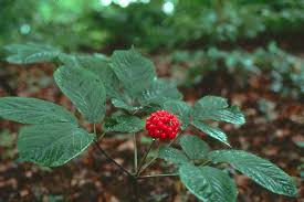 Ginseng is perhaps the most widely recognized plant used in traditional medicine and now plays a major role in the herbal 2. How To Grow Ginseng Care And Growing Ginseng