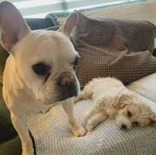 Here @poeticfrenchies the french bulldog obsession is real! Best French Bulldog Breeders In Ohio 2021 We Love Doodles