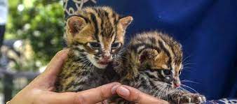 Kucing dahan kalimantan masih tergolong dalam kucing liar yang ukurannya sedang saja. Harga Kucing Hutan Di Indonesia Semua Varian Daftar Harga Tarif
