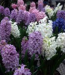 Today, you can bike down a paved path while taking in the sights and sounds of the former lehigh valley railroad. Got Easter Flowers Keep Them Blooming For Years To Come In Western New York Buffalo Niagaragardening Com