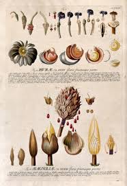 Image result for Magnoliaceae