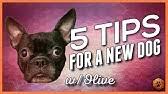 You are about to learn lots of great games for dogs. Crate Train A Dog With This Game The Bait Locker Power Tip 4 Youtube