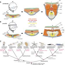 The notochord extends the length of the animal's body. Development Of The Annelid Axochord Insights Into Notochord Evolution Science
