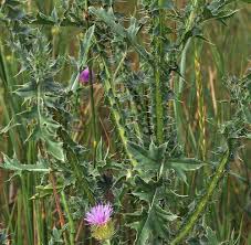 Image result for Carduus