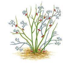 10 Tipps Rund Um Blaubeeren Heidelbeeren Pflanzen Orchideen Vermehren Und Blaubeeren