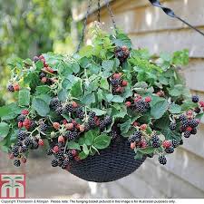 Blackberry fruits are red before the difference between blackberry and raspberry is that the stem of the fruit known as the 'torus'. Blackberry Black Cascade Plants Thompson Morgan