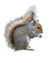 Image result for squirrel