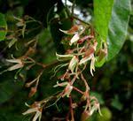 Image result for Tacazzea apiculata