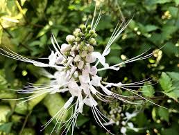 Gedung direksi pelaksana, gelora bung karno lantai 2, jl. Dunia Acungkan Jempol Nama Sejumlah Tanaman Yang Nyeleneh Ini Mungkin Hanya Ada Di Indonesia Seputar Lampung