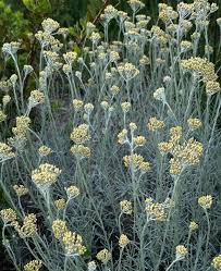 Image result for Helichrysum lastii