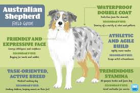 Australian Shepherd Field Guide | PetMD