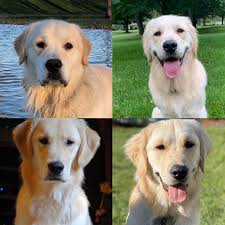You might often wonder if yours is fully grown yet, or if although they grow up to look adorable, this period would be a funny stage. Determining Build Type In A Puppy Golden Retriever Dog Forums