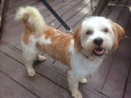820 beacon lake road, raleigh, nc 27610 driving directions. Raleigh Nc Basset Griffon Vendeen Meet Ginger A Pet For Adoption Basset Pet Adoption Pets