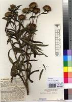 Image result for Vernonia galamensis