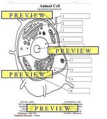 394 x 700 pixel type jpg download. Cells 1 Animal Cell Coloring Sheet With Questions Answer Key By Mrscience