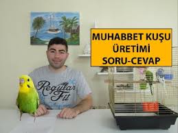 Muhabbet Kusu Uretimi Soru Cevap Youtube