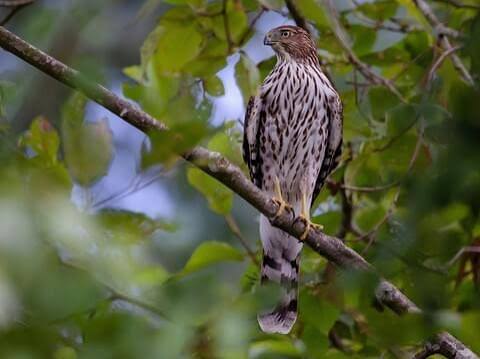 Cooper's Hawk Identification, All About Birds, Cornell Lab of Ornithology