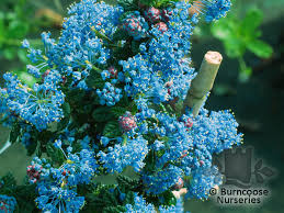 Maybe you would like to learn more about one of these? Ceanothus Impressus Puget Blue From Burncoose Nurseries