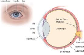 Wie Funktioniert Das Auge Gesundheitsinformation De